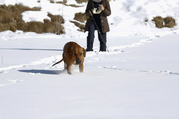 Cucciolo di Rhodesian Ridgeback che corre sulla neve vicino al suo padrone. Gimillan, Val d'Aosta. Italia