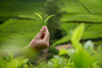 Fresh green tea leaf in female hand in front of tea plantation. Top of green tea leaves ready for...