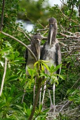 The larvae are grey-white in color and live in nests on the treetops waiting for their parents, which have long yellow beaks, to find food for them.