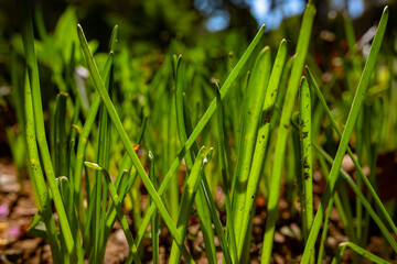 Grasses or crops in focus. Carbon net zero concept