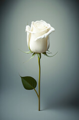 white rose,White roses on a clean background, flower photography, white rose photography, white rose illustration
