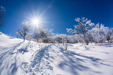 霧ケ峰高原の雪原から青空と太陽の光に輝く樹氷