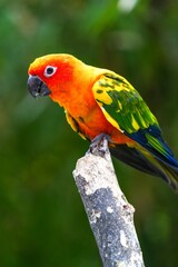 The body of the Sun Conure parrot is orange, yellow and black, small and cute.