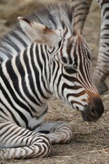 Fototapeta na wymiar Zebra foals are born with black and white stripes all over their bodies.