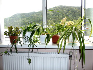 Indoor plants decorate the office