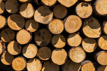 Freshly cut tree logs