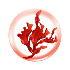 red algae, Seaweed illustration