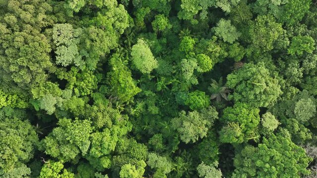 Aerial view of forest with trees on Halmahera island, Indonesia.