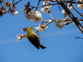 梅の木に留まるメジロ