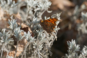 Comma butterfly (Polygonia c-album) sitting on lavender in Zurich, Switzerland