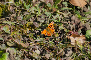 Comma butterfly (Polygonia c-album) sitting on grass field in Zurich, Switzerland