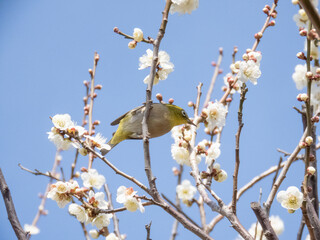 梅の木に留まるメジロ