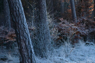 Graupelst&auml;mme 22