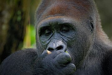 close up gorilla