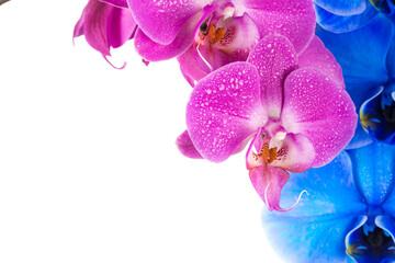 Obraz premium orchid pink blue flower with water drops