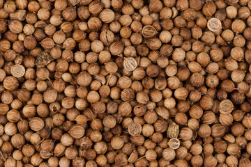 Close up of dried coriander seeds