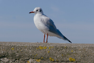 Mouette rieuse .