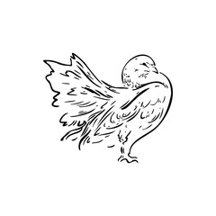 Pigeon sketch vector illustration on a transparent background