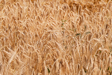 Spighe di grano mature