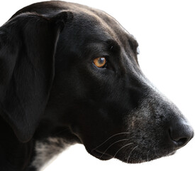 Dark Brown Straydog (Hunter) Face closeup, isolated