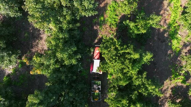 Tractor transporting pallets of Avocado across an Avocado tree plantation