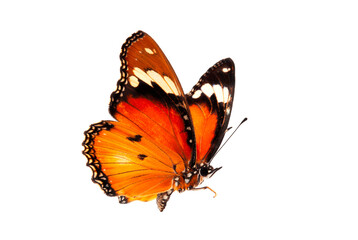 Beautiful butterfly flying isolated on white background.Tawny Coster (Acraea violae) ,Acraea terpsicore, the tawny coster, is a small, Use for graphics or advertising design. - obrazy, fototapety, plakaty