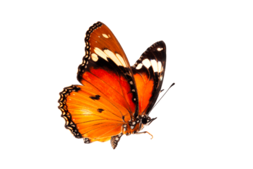 Beautiful butterfly flying isolated on white background. Tawny Coster (Acraea violae) ,Acraea terpsicore, the tawny coster, is a small, Use for graphics or advertising design.