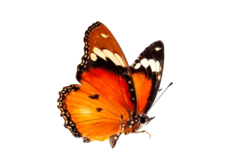 Fototapeten Beautiful butterfly flying isolated on white background. Tawny Coster (Acraea violae) ,Acraea terpsicore, the tawny coster, is a small, Use for graphics or advertising design. © Gan