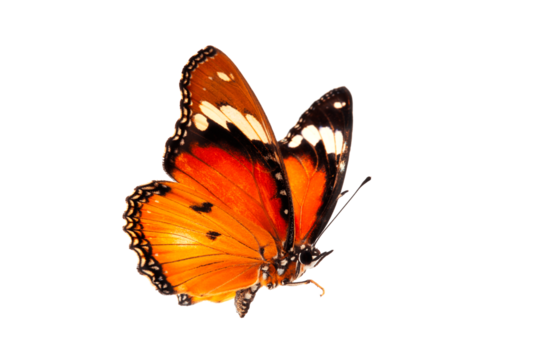 Beautiful butterfly flying isolated on white background. Tawny Coster (Acraea violae) ,Acraea terpsicore, the tawny coster, is a small, Use for graphics or advertising design.