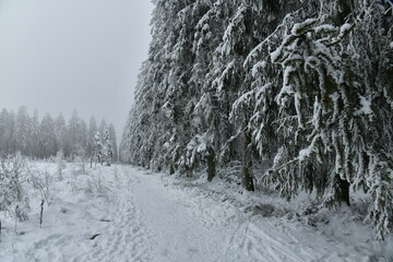 Piste pour la promenade et le ski de fond en pleine for&ecirc;t de conif&egrave;res par temps de brouillard pr&egrave;s du Centre Nature &agrave; Waimes sur le plateau des Hautes Fagnes 