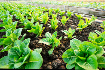 organic vegetable garden Growing vegetables naturally without harmful chemicals and pesticides