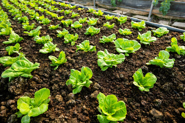 organic vegetable garden Growing vegetables naturally without harmful chemicals and pesticides