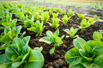 organic vegetable garden Growing vegetables naturally without harmful chemicals and pesticides