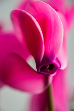 Spring floral composition with bright cyclamen