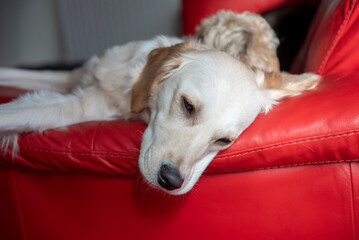 Young golden retriever dog laying down looking tired and sad on a red couch at home