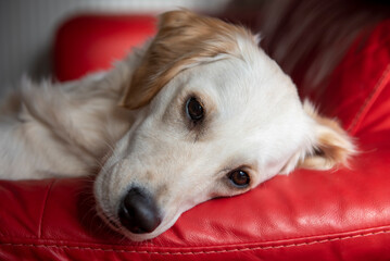 Close up of a young golden retriever dog laying down looking tired and sad on a red couch at home