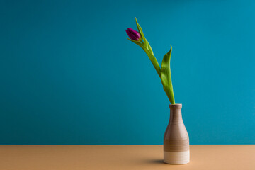 color tulip flowers bouquet in front of blue background. copy space