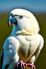 Animal