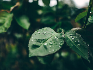Świeże krople deszczu 
