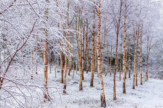 Snow on a silver birch plantation in the woodlands of Blairmore House near Huntly, Aberdeenshire, Scotland UK