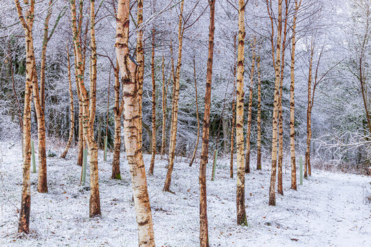 Snow on a silver birch plantation in the woodlands of Blairmore House near Huntly, Aberdeenshire, Scotland UK