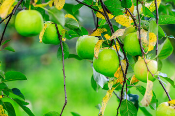 Green apples grow on the tree in the orchard