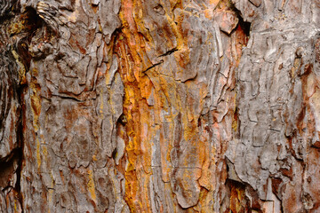 pine bark texture macro. tree trunk detail with large scales. closeup view. forest and trees. light brown color. textured background. wallpaper