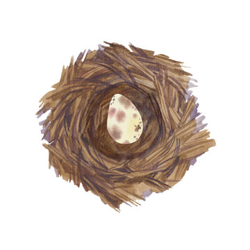 recommend clip art: Quail egg in nest, watercolor illustration clipart.