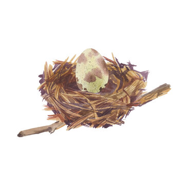 Quail egg in nest, watercolor illustration clipart.