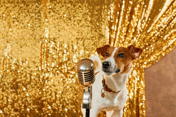 Jack russell terrier dog and professional microphone singing performance on stage