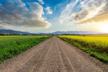 Straight country road and green farmland natural scenery at sunrise in Xinjiang, China.