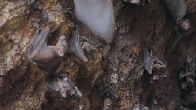Bats hanging on the stone wall of the cave and flying out of frame. The life of flying foxes in the wild close-up. Bats are start flying to hunt. slow motion footage. film grain texture. 