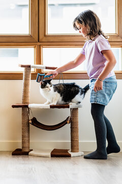 Cute girl brushing cat on scratching post
