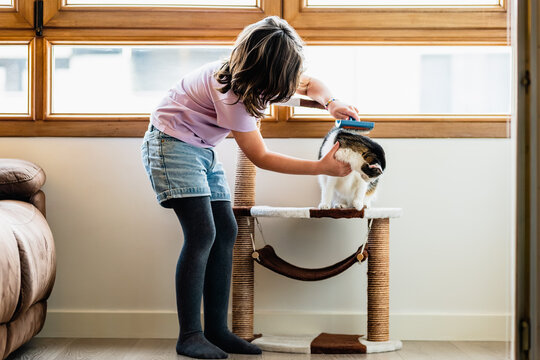 Cute girl brushing cat on scratching post